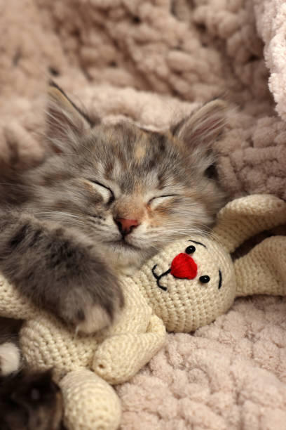 istock Cute fluffy kitten with toy sleeping on soft plaid 1421801433