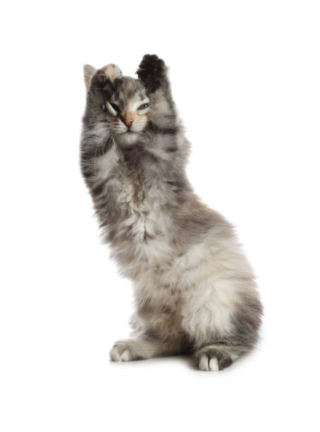 istock Cute fluffy kitten on white background. Baby animal 1421801895