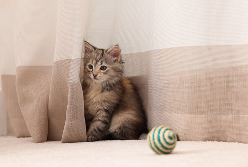 Cute fluffy kitten hiding in curtain at home