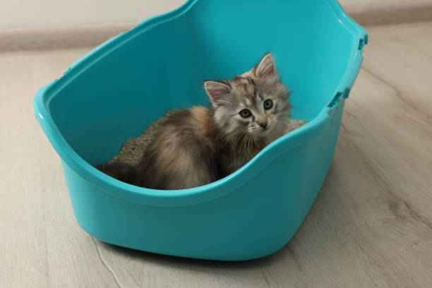 istock Cute fluffy kitten in litter box at home 1421803341