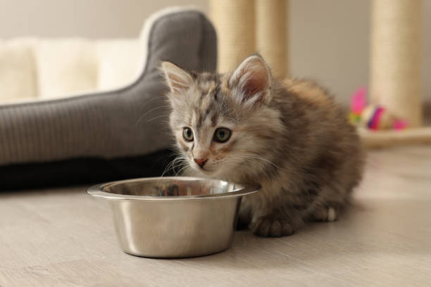 istock Cute fluffy kitten near feeding bowl at home 1421803533
