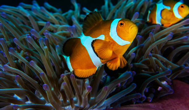 istock Beautiful underwater of Malaysia 1421803629
