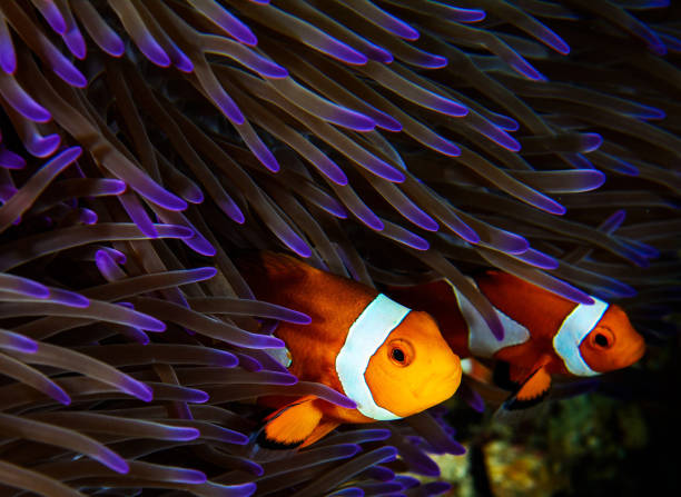 istock Beautiful underwater of Malaysia 1421803825