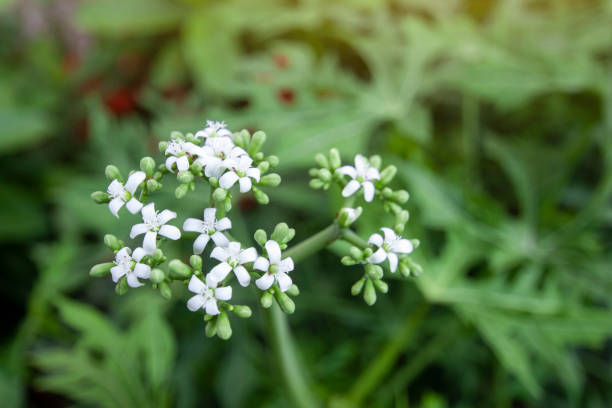 istock Cnidoscolus aconitifolius or chaya plants flower bloom and buds on blur tree background. 1421803911