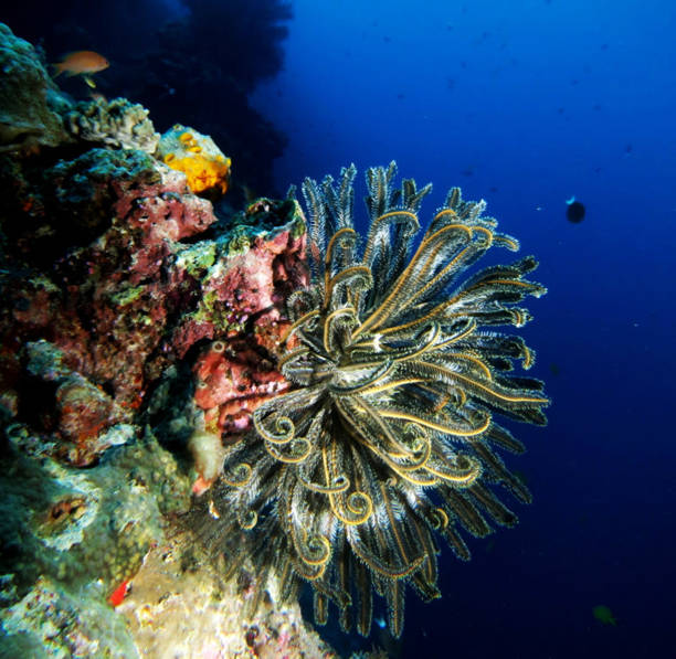 istock Beautiful underwater of Malaysia 1421804096