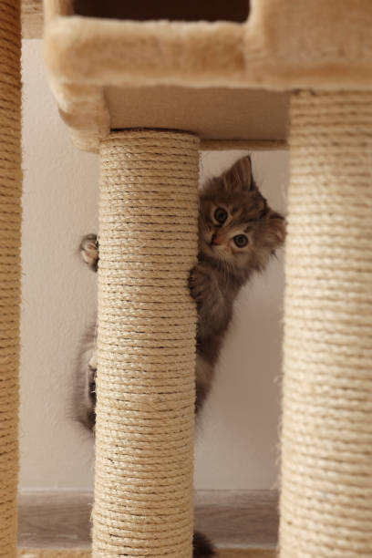 istock Cute fluffy kitten climbing on cat tree at home 1421804148