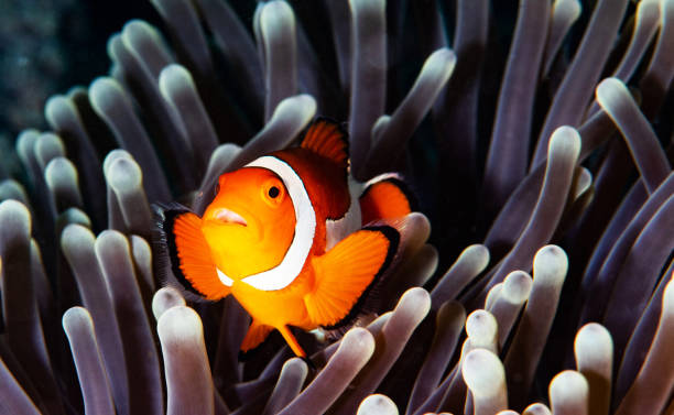 istock Beautiful underwater of Malaysia 1421804530