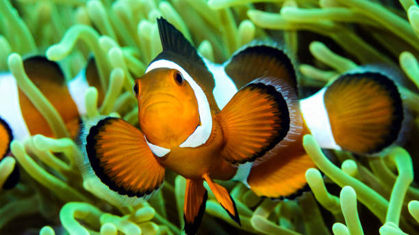 istock Beautiful underwater of Malaysia 1421804542