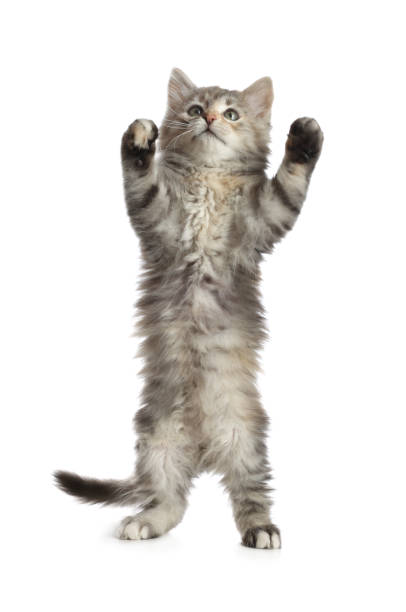 istock Cute fluffy kitten on white background. Baby animal 1421804629