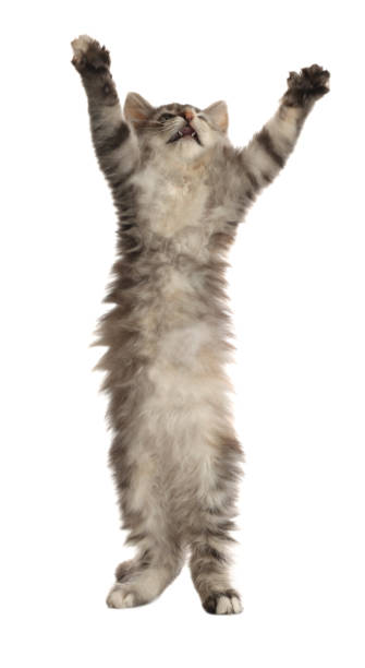istock Cute fluffy kitten on white background. Baby animal 1421804944