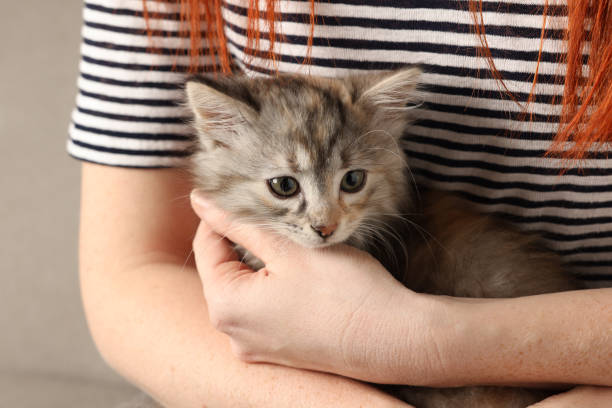 istock Woman with cute fluffy kitten, closeup view 1421806611