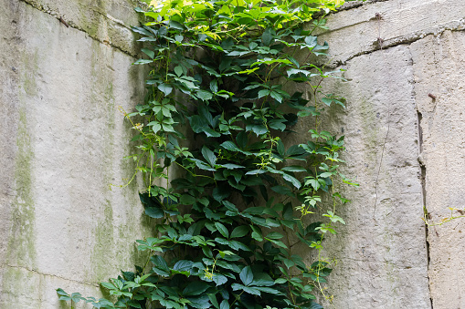 Hanging stems of the maiden grapes with green leaves in the upper part of the old retaining wall with a rough surface