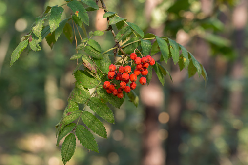 Sorbus aucuparia, rowan berries on tree selective focus