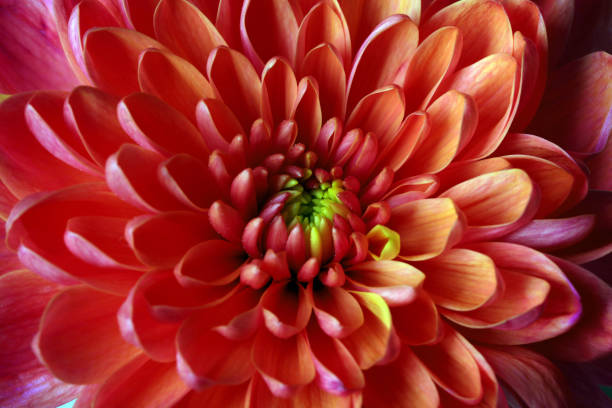 istock Beautiful blooming chrysanthemum flower as background, closeup 1421808318