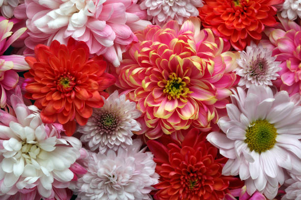 istock Many different beautiful chrysanthemums as background, closeup 1421808967