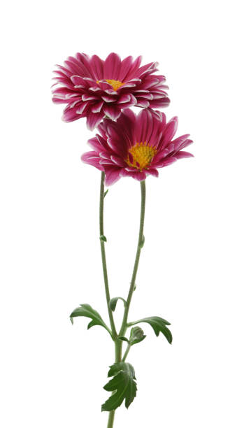 istock Chrysanthemum plant with beautiful flowers isolated on white 1421809579
