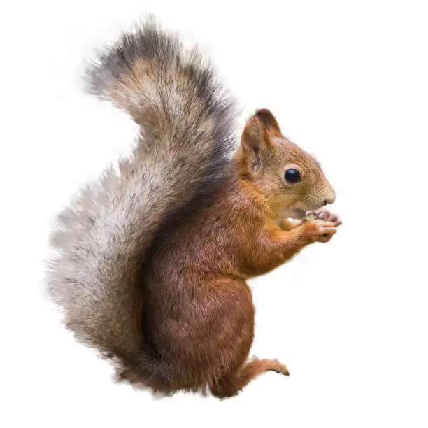 Forest red squirrel with a nut in its paws on an isolated white background