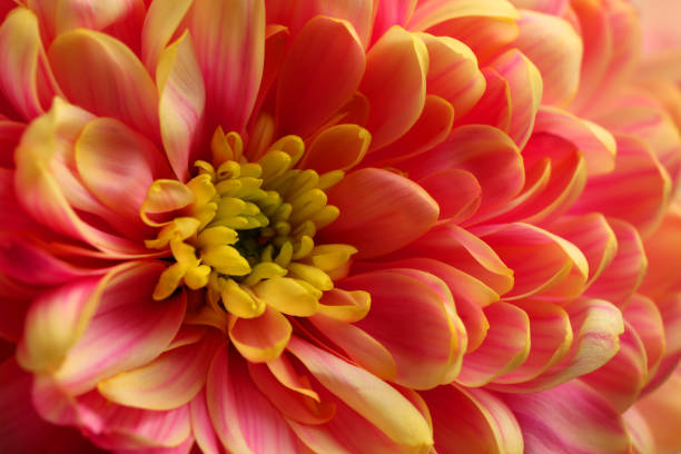 istock Beautiful blooming chrysanthemum flower as background, closeup 1421809767