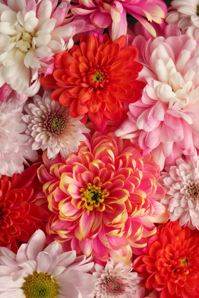 istock Many different beautiful chrysanthemums as background, closeup 1421812285