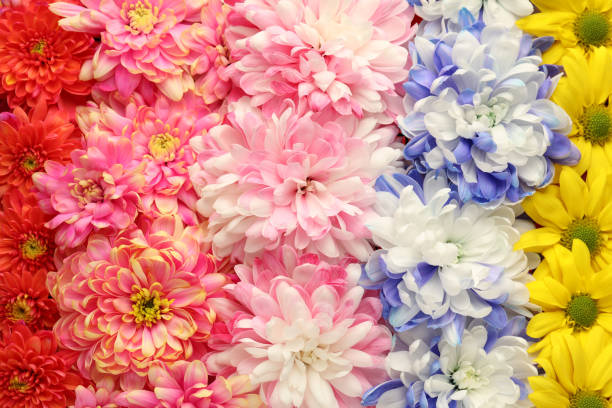 Many different beautiful chrysanthemums as background, closeup