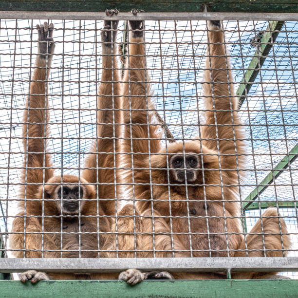 istock Monkeys staying in the cage. Animal rights concept 1421814528