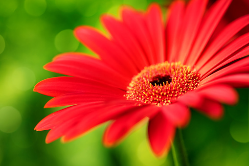 Close-up of a beautiful red Gerbera flower on a green defocused lights background. Beautiful bokeh.