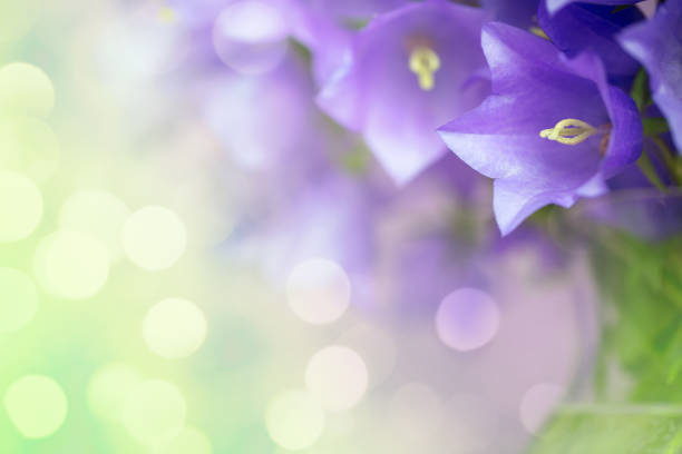 A DSLR photo of beautiful Bluebell flowers (Campanula) on a green defocused lights background with beautiful bokeh. Space for copy.