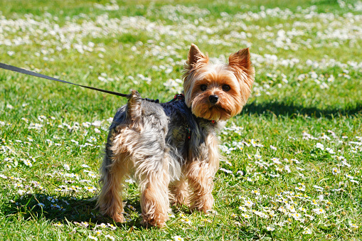 An adorable Yorkshire terrier dog on a leash in the middle of the flowers