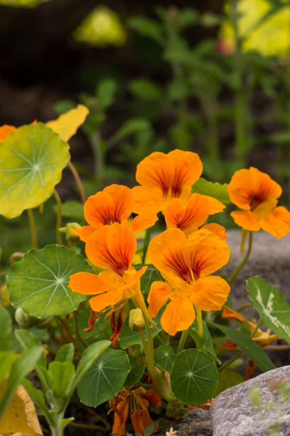 Nasturtium Orange Orange Nasturtium in wild nasturtium stock pictures, royalty-free photos & images