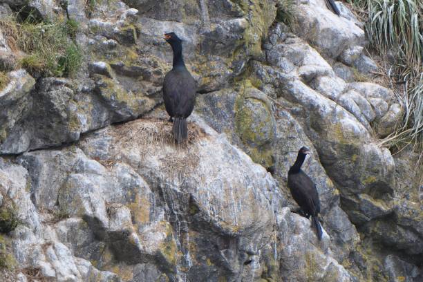 istock Red-faced cormorant on the rock wall 1421817043