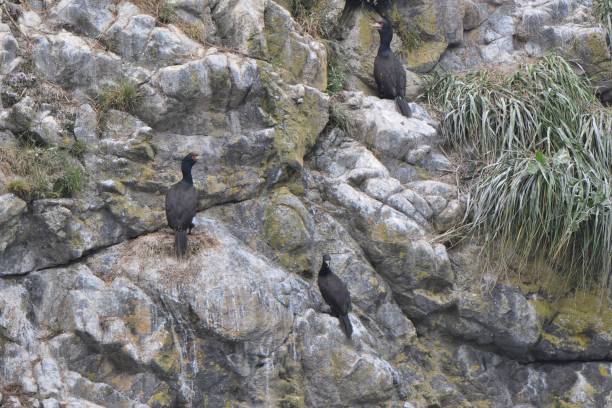 istock Red-faced cormorant on the rock wall 1421817089