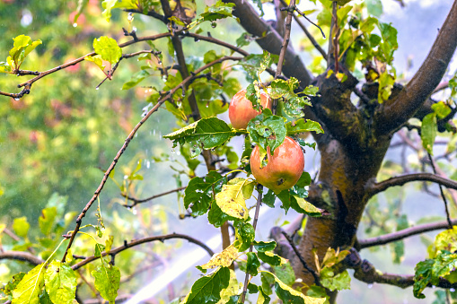 Irrigation system of an apple field