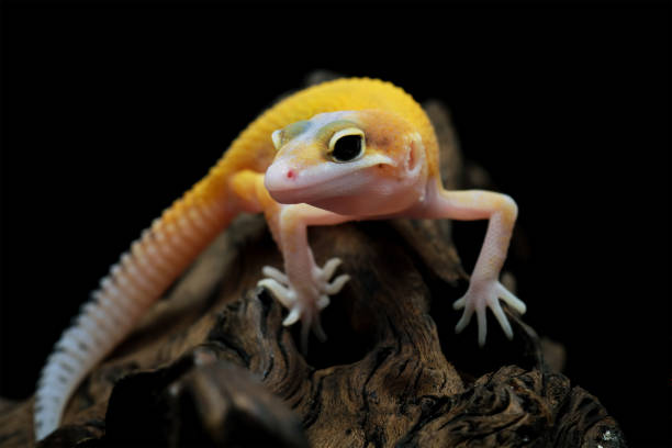 istock Leopard gecko lizard full length body 1421821851