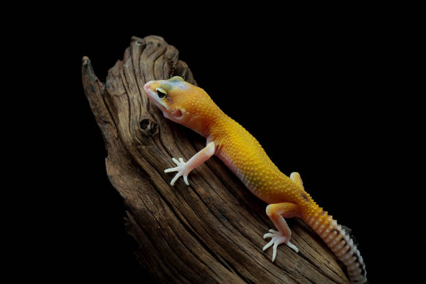 istock Leopard gecko lizard full length body 1421821868