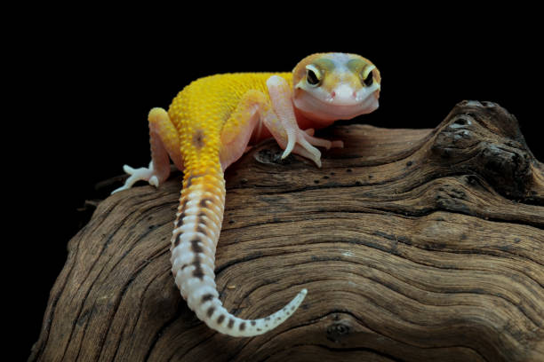 Leopard gecko lizard full length body