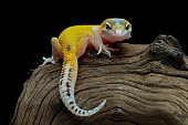 Leopard gecko lizard full length body