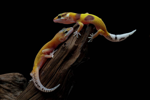 istock Two baby leopard gecko lizard on wood with black background 1421821893
