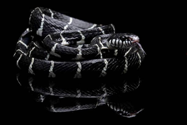 istock mangrove snakes, cat snake 1421821970