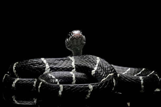 istock mangrove snakes, cat snake 1421821972