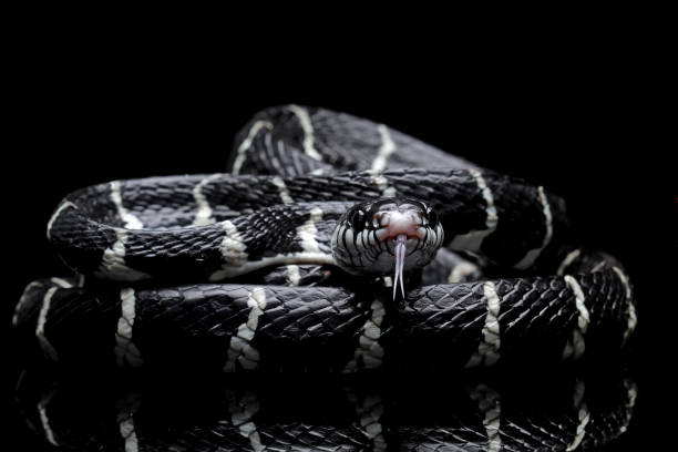 istock mangrove snakes, cat snake 1421821997