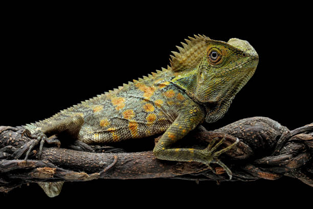 istock Forest dragon reptile on a branch 1421822053