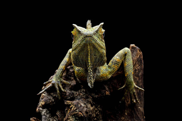 istock forest dragon reptile on a wood 1421822069
