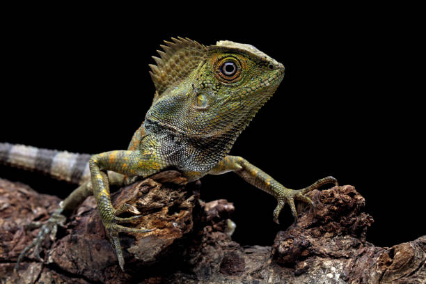 istock Forest dragon reptile on a branch 1421822099