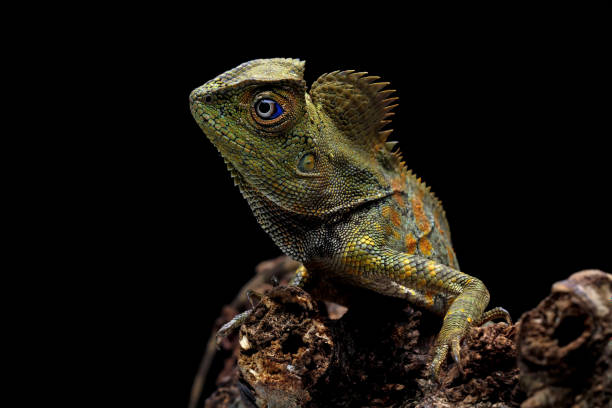 istock Forest dragon reptile on a branch 1421822108