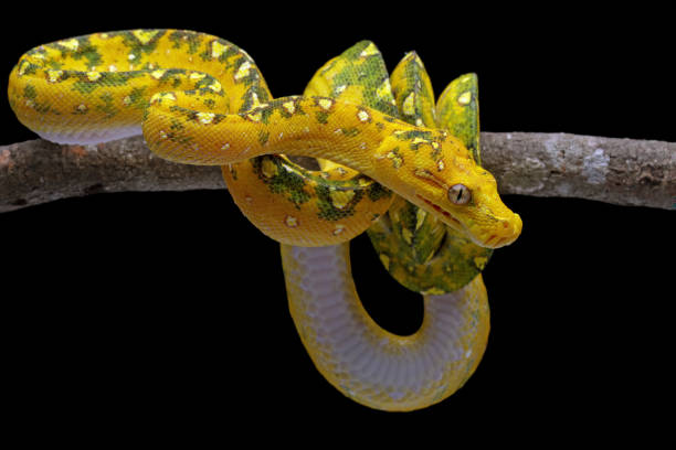 istock non-venomous snake with whole body 1421822132