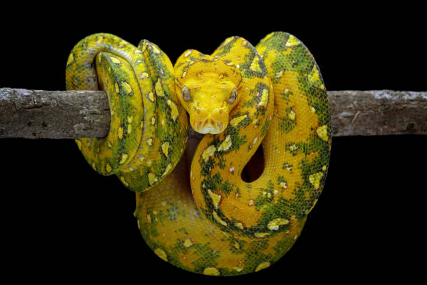 istock non-venomous snake with whole body 1421822143