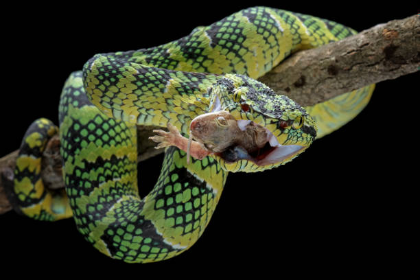 serpientes víbora de pozo wagleri en rama - waglers temple viper fotografías e imágenes de stock