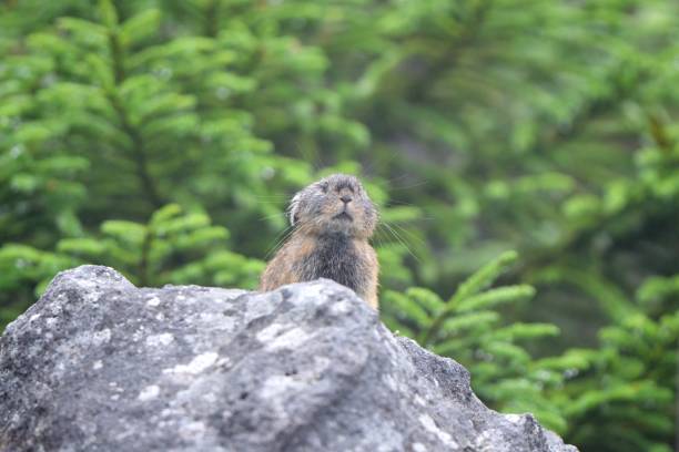 istock Japanese pika on the rock 1421822268