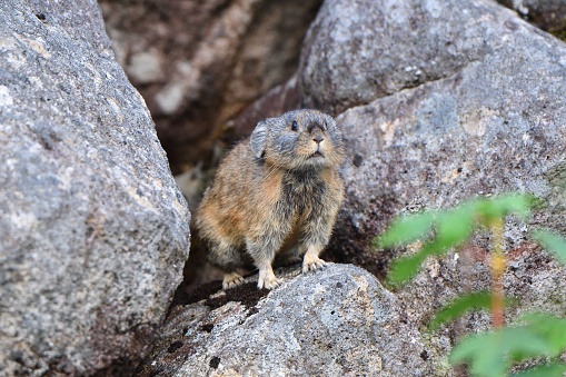 Japanese Pika On The Rock Stock Photo - Download Image Now - Animal ...