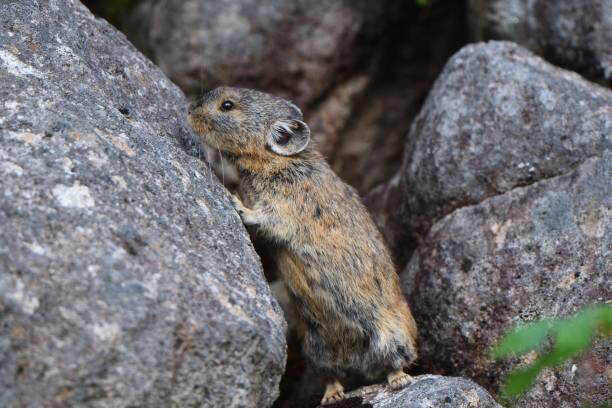 istock Japanese Pika climbing a rock 1421822316